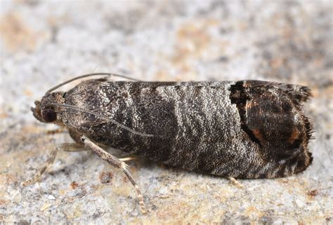 Codling Moth Koppert Peru