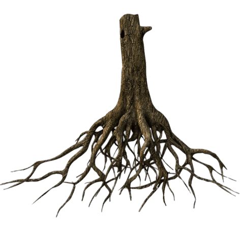 Lower Tree Trunk And Roots Transparent PNG StickPNG