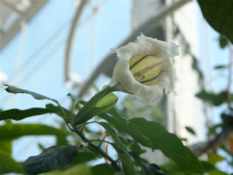 ソランドラロンギフローラ Solandra longiflora