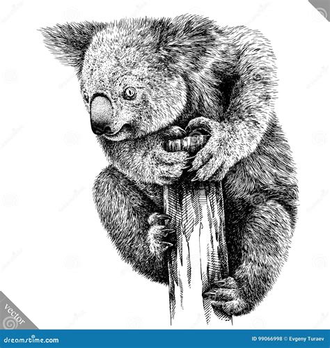 Black And White Engrave Isolated Koala Vector Illustration Stock Vector