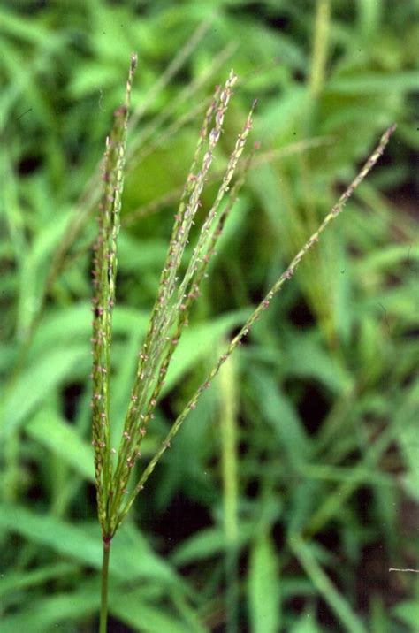Field Crops Cornell Weed Identification