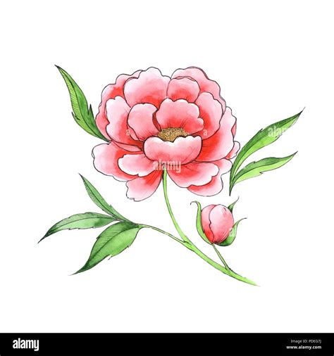 Schöne Blume Rot Pfingstrose Hand Line Art Skizze Gezeichnet