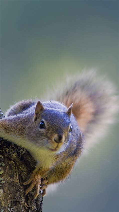 Just adorable! | Squirrel pictures, Fox squirrel, Squirrel