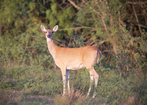 Venado De Cola Blanca Odocoileus Virginianus En La Naturaleza Imagen De