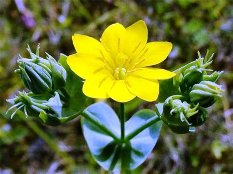 Check spelling or type a new query. Attractive Fresh Flowers Pictures