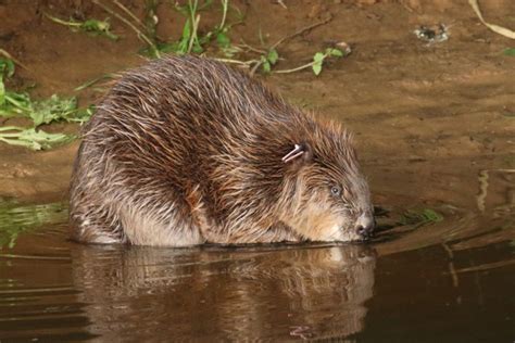 Englands First Wild Beaver Population Allowed To Remain Discover