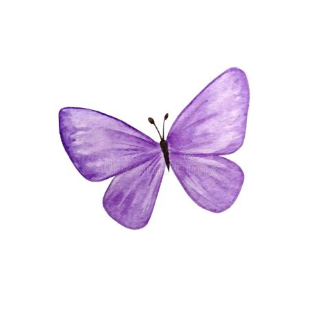 Watercolor Bright Purple Butterfly Stock Illustration Illustration Of