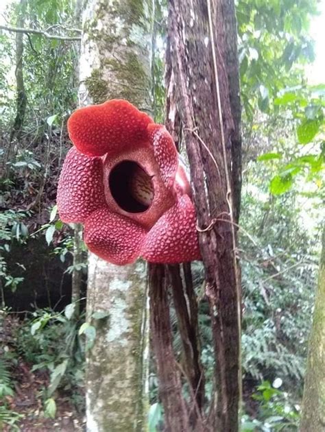Bunga Langka Rafflesia Arnoldi Berasal Dari Daerah Inspirasi Terbaru