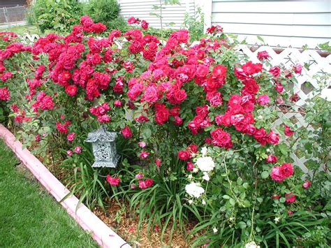 Rose Hedge Rose Hedge Hedges Flower Beds Front Yard Landscaping