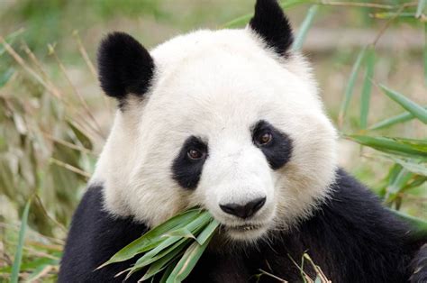 Adored Worldwide Giant Pandas Are Also Vital Forest Seed Dispersers