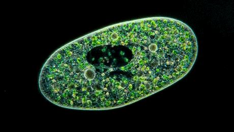 Some of these stickers are free and some others may only be available once you purchase them. Cell Microscope GIF - Find & Share on GIPHY