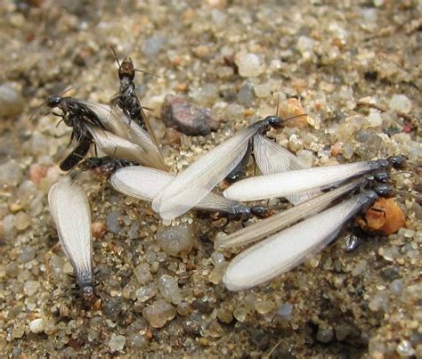 Winged termites are dark brown or black. Bug Eric: Termite Swarms