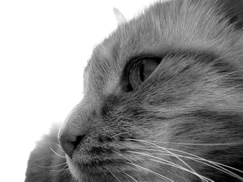 Free Close Up Cat Bandw Stock Photo