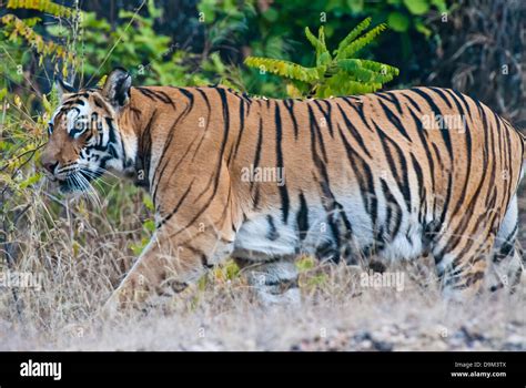 Bengal Tiger Walking In Bandhavgarh National Park India Stock Photo