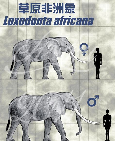 Loxodonta Africana By Sinammonite On Deviantart