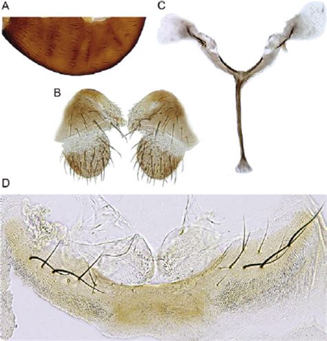 Simulium Virescens Sp Nov Diptera Simuliidae Male A Head And