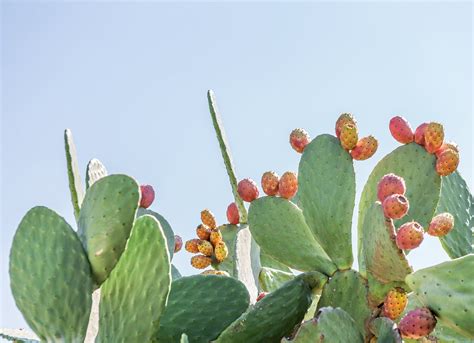 Jul 23, 2015 · the constant gravitational battle that jupiter and neptune engage in with one another creates a kind of quantum field that transcends time and space. 13 Types of Cactus Plants You Can Grow at Home - Bob Vila