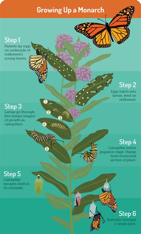 Lifecycle Of A Butterfly Stages Of A Butterfly Butterfly Life Cycle