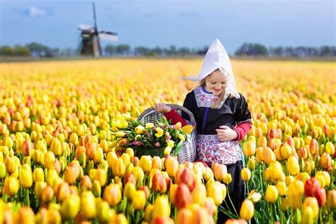 Hier und da ist immer ein feld voller bunter blumen. Tulpenzeit: Wo ist die Tulpenblüte in Holland am schönsten?