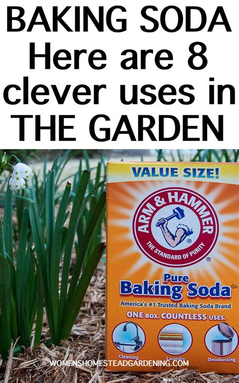 Baking Soda Is A Gardeners Best Friend Here Are 8 Clever Uses In The