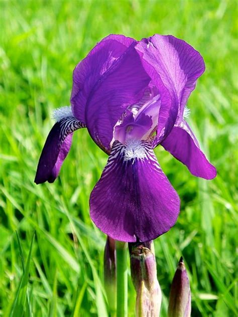 Tennessee State Flower The Purple Iris Hubpages