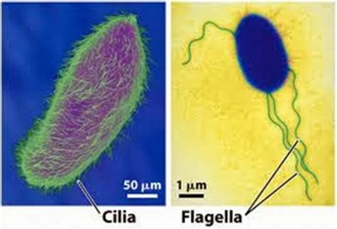 Animal cells have a number of other structures that plant cells don't have, including centrioles, lysosomes, cilia, and flagella. 15 Functions of Cilia and Flagella