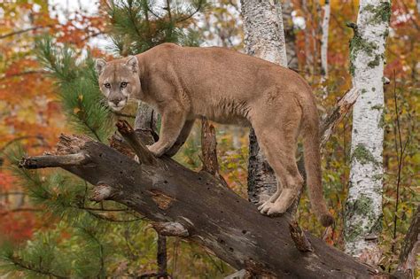 Discover The Largest Mountain Lion Ever Caught