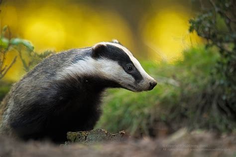 Badger Animal Portraits British Wildlife Photography Awards Tony