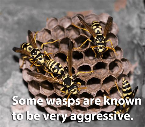 Bees Wasps And Hornets Holiday Termite And Pest Control