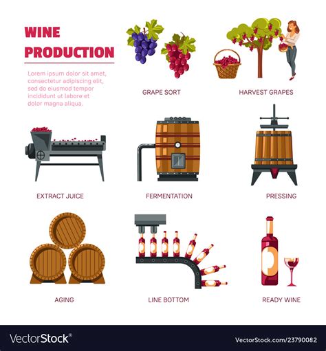 Wine Production Grape Harvest Extract Juice And Vector Image