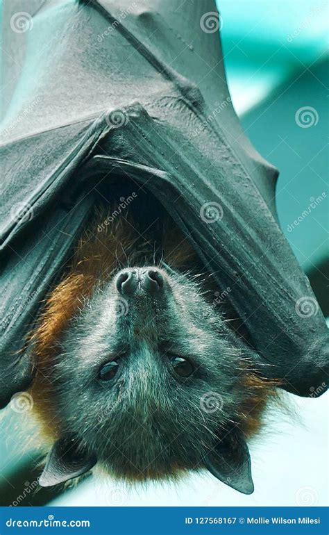 Megabat Hanging On The Tree Branch Bat Is Hanging On The Tree Flying Fox Close Up Portrait