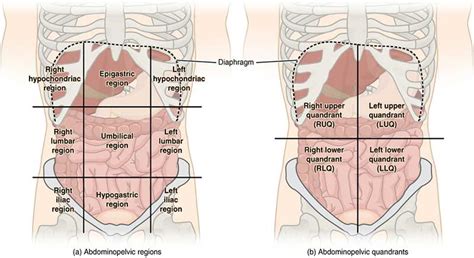 The left lower quadrant, the right lower. Abdominal Epigastric Region Pain After Eating