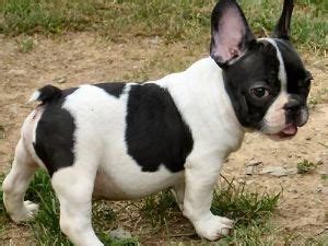 They are healthy and are ready to be rehomed. Frenchton Dog Breed Information And Pictures - Dogs Breed Usa