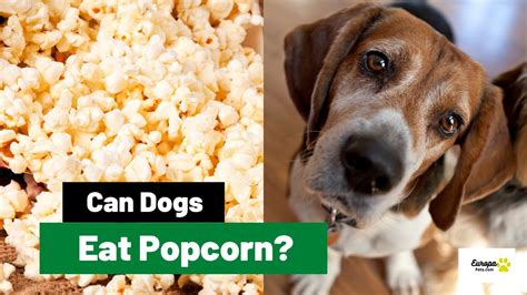 Can Dogs Eat Popcorn All You Need To Know Youtube