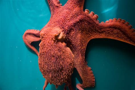 Worlds Largest Deep Sea Octopus Nursery Discovered Octopus Pictures