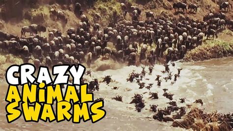 Craziest Animal Swarms Amazing Swarms And Murmurations 2018 Youtube