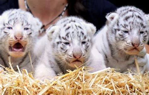 Read on for interesting facts about white tigers, for kids, and parents too. Cheetah Cubs, Lion Cubs and Tiger Cubs for sale Offer