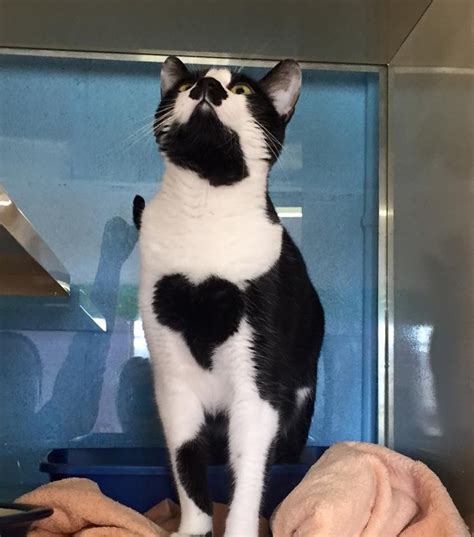 Beautiful Cat With An Incredible Heart Shaped Marking Right On Her