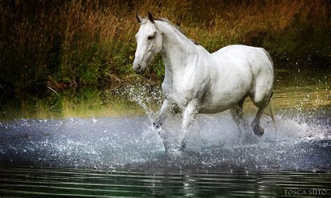 White Wolf Beautiful White Horses Mythology Photos