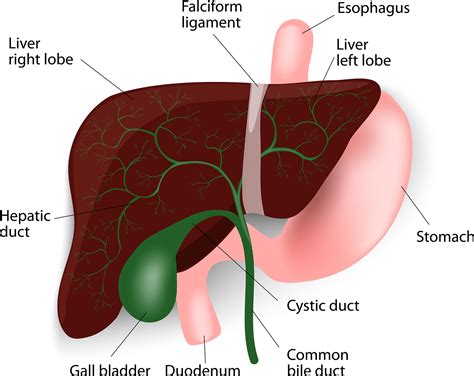 It attaches it to the inner surface of the rectus what i'm going to do is show you a diagram to make this a bit clearer than my silly scriblings. MANY DRUGS CAUSE FATTY LIVER… | Type2 Diabetic