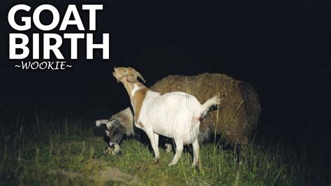 Goat Field Birth Twins Youtube