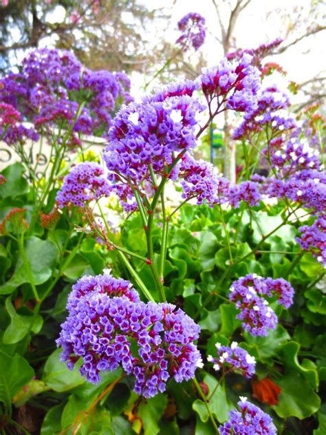 Maybe you would like to learn more about one of these? Identify flowers by photo