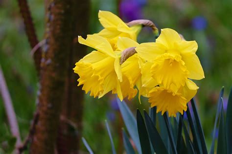 Daffodils Easter Bells Spring Free Photo On Pixabay Pixabay