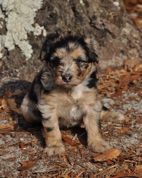See our upcoming doodle litters below to see who's getting ready to have another beautiful litter. Aussiedoodle | Favorite Puppies! | Pinterest