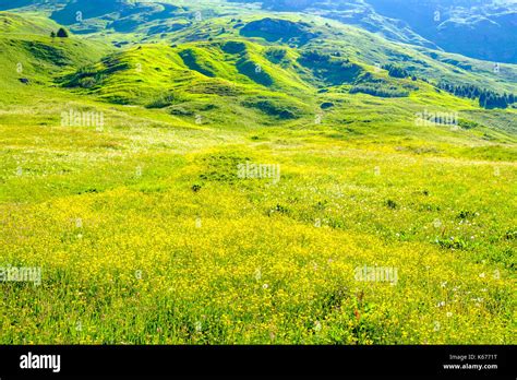 Green Meadows Flowers Trees And Mountain Slopes At Alp Flix High