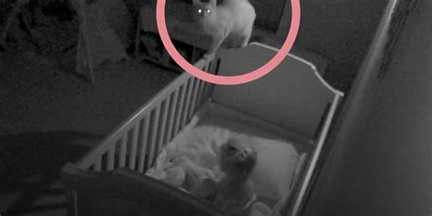 Rescue Cat Sneaks Into His Sister S Crib At Night Videos The Dodo
