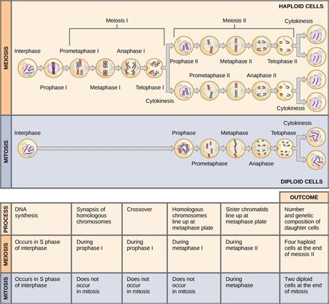 Chapter 15 Meiosis And Sexual Reproduction Introduction To Molecular