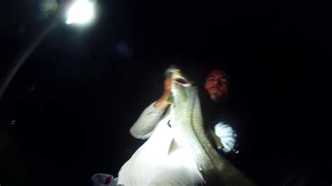 How To Catch Snook Snapper At Night Tampa Bay Kayak Fishing Youtube