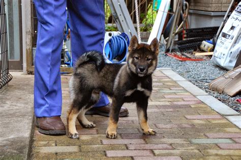 The Nihon Ken Pet Home For 7 Month Shikoku Male