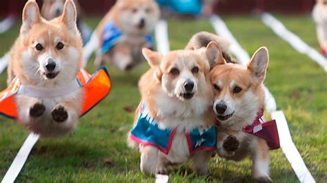 Two separate breeds are recognised: Ultimate Corgi Puppies | Award-winning Pembroke Welsh ...
